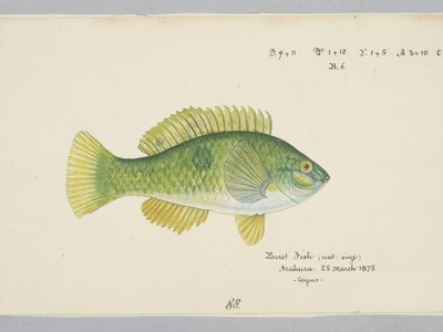 Notolabrus celidotus