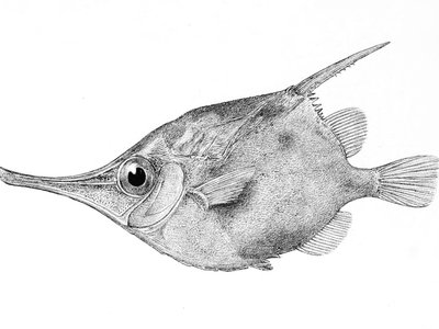 Notopogon