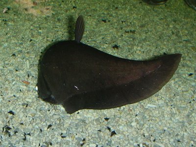 Notopterus notopterus