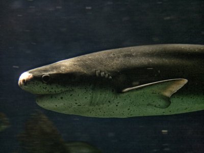 Notorynchus cepedianus