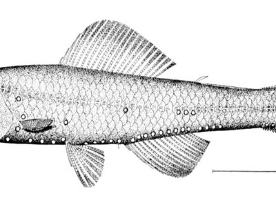 Notoscopelus