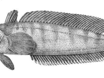 Notothenia