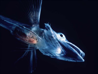 Notothenioid