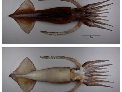 Nototodarus