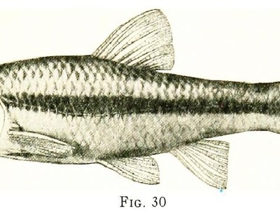 Notropis heterodon