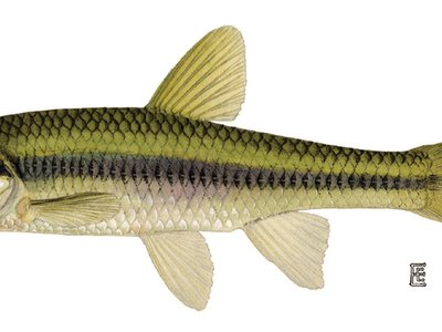 Notropis heterolepis