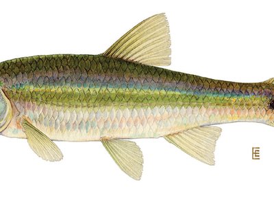 Notropis hudsonius