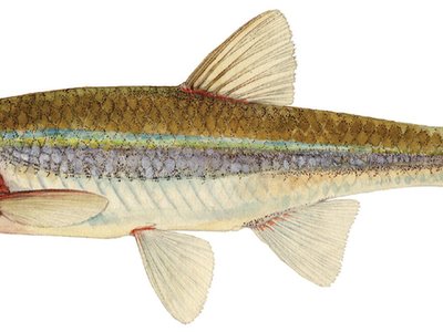 Notropis rubellus