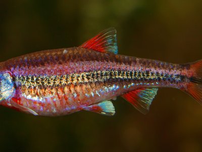 Notropis