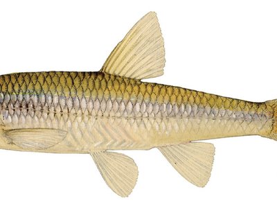 Notropis volucellus