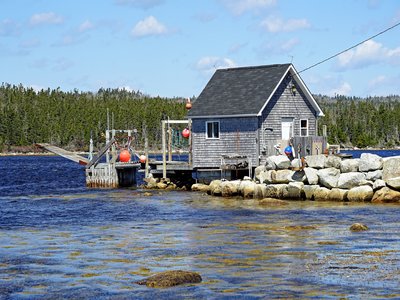 Nova Scotia shad