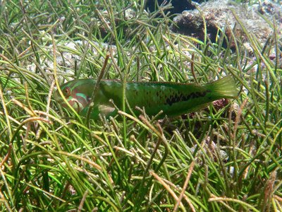 Novaculoides
