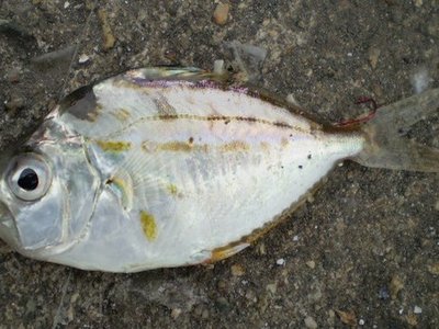 Nuchequula