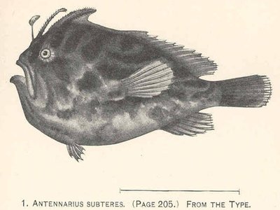Nudiantennarius