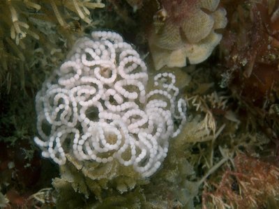 Nudibranches