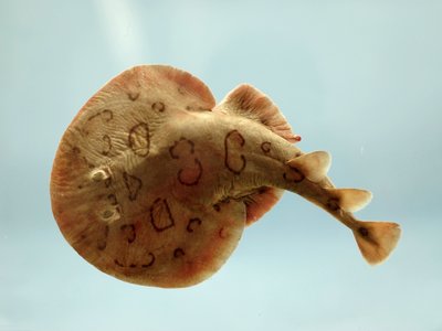 Numbfish