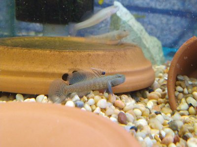 Nuptial Goby