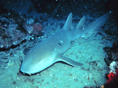 Nurse Shark
