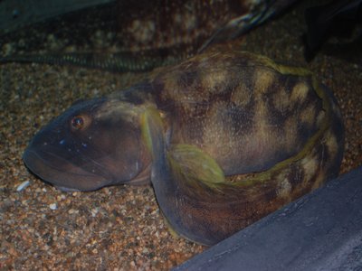 Ocean Pout