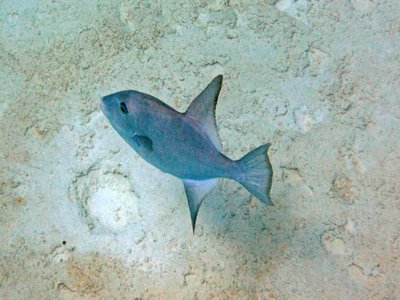 Ocean Triggerfish