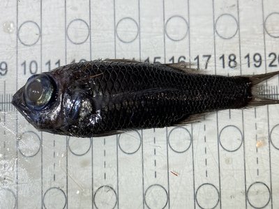 Oceanic Basslet