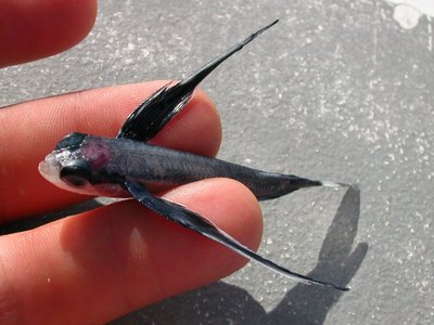 Oceanic Flyingfish