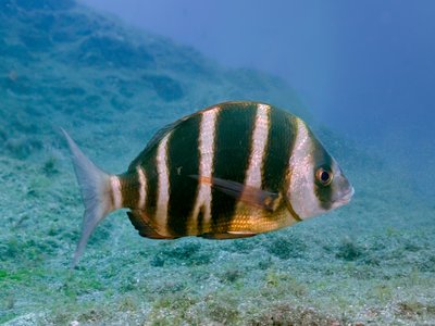 Oceanic Sargo