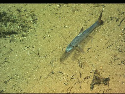 Oceanic Tripod Fish
