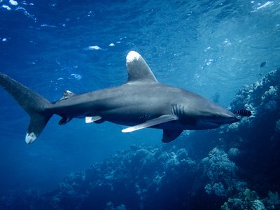 Oceanic Whitetip Shark