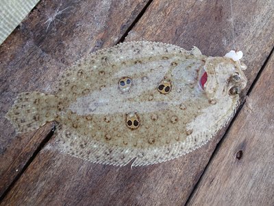 Ocellated Flounder