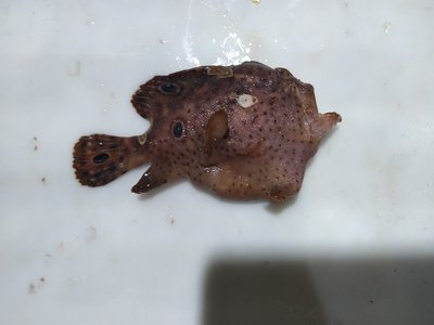 Ocellated Frogfish