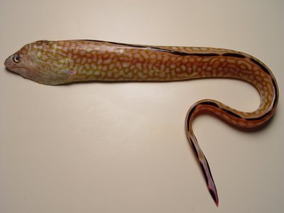Ocellated Moray