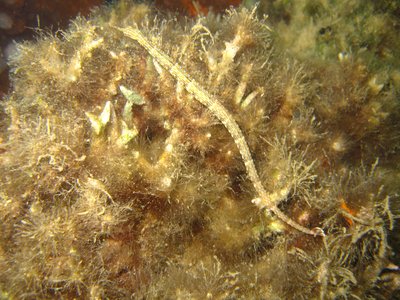 Ocellated Pipefish