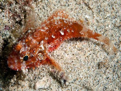 Ocellated Scorpionfish