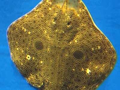 Ocellated Skate