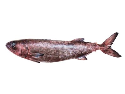 Oilfish