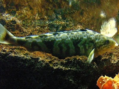 Okhotsk Atka Mackerel