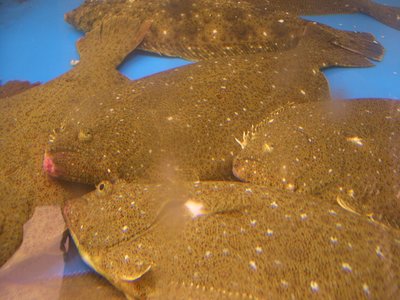 Olive Flounder