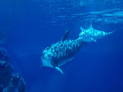 Open Ocean Dolphin Fish