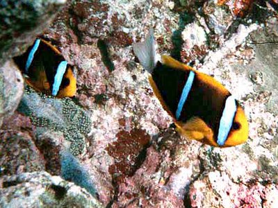 Orange Anemonefish