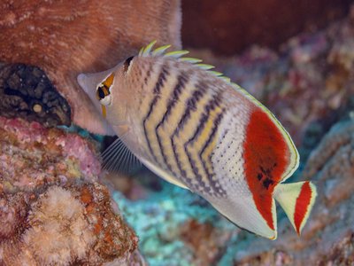 Orange Butterflyfish
