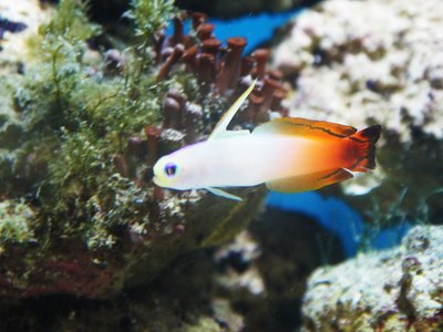 Orange Goby