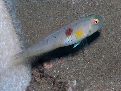 Orange Razorfish