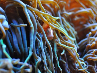 Orange Skunk Clownfish
