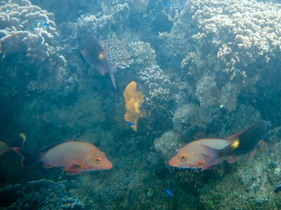 Orange Snapper