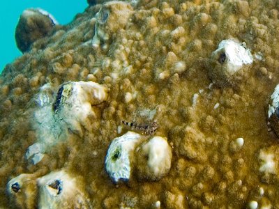 Orange Spotted Blenny
