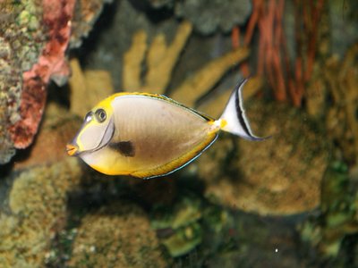Orange Unicornfish