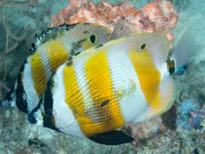 Orangebanded Coralfish