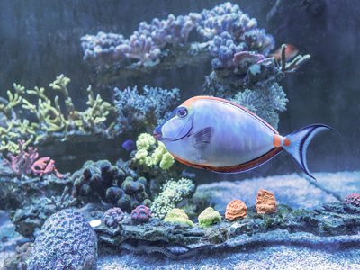 Orangespine Unicornfish