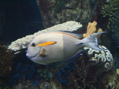 Orangespot Surgeonfish